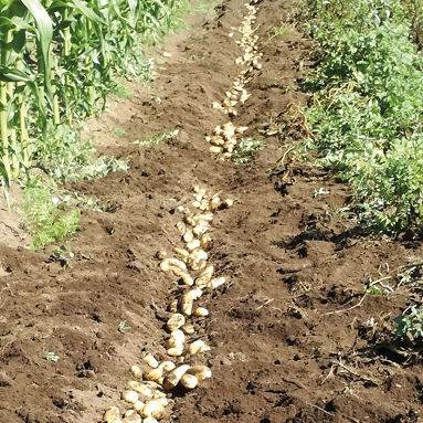 Patate fresche coltivate e raccolte in Sicilia - Almasicily